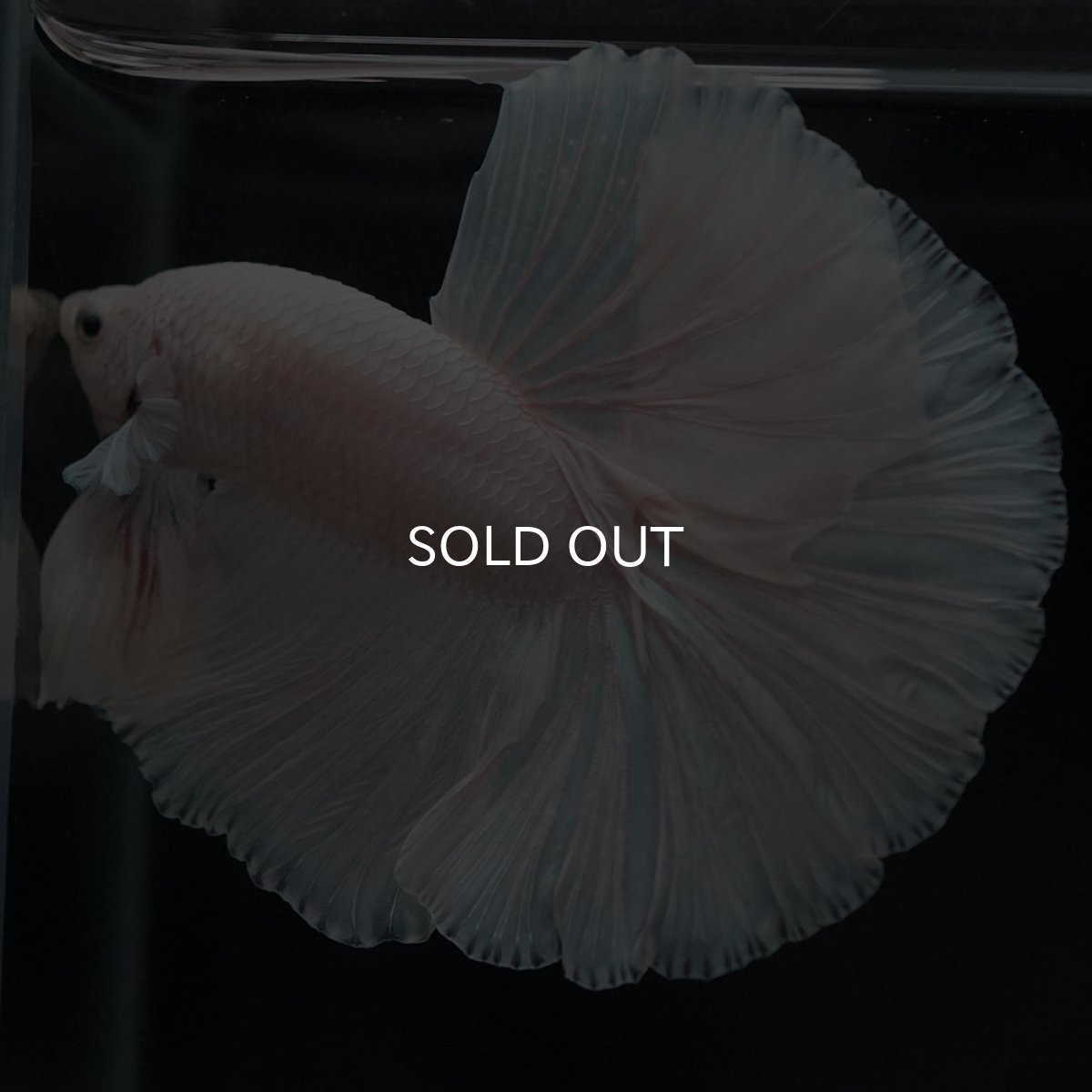 画像5: HM　ホワイト (5)