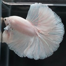 画像5: HM　ホワイト (5)