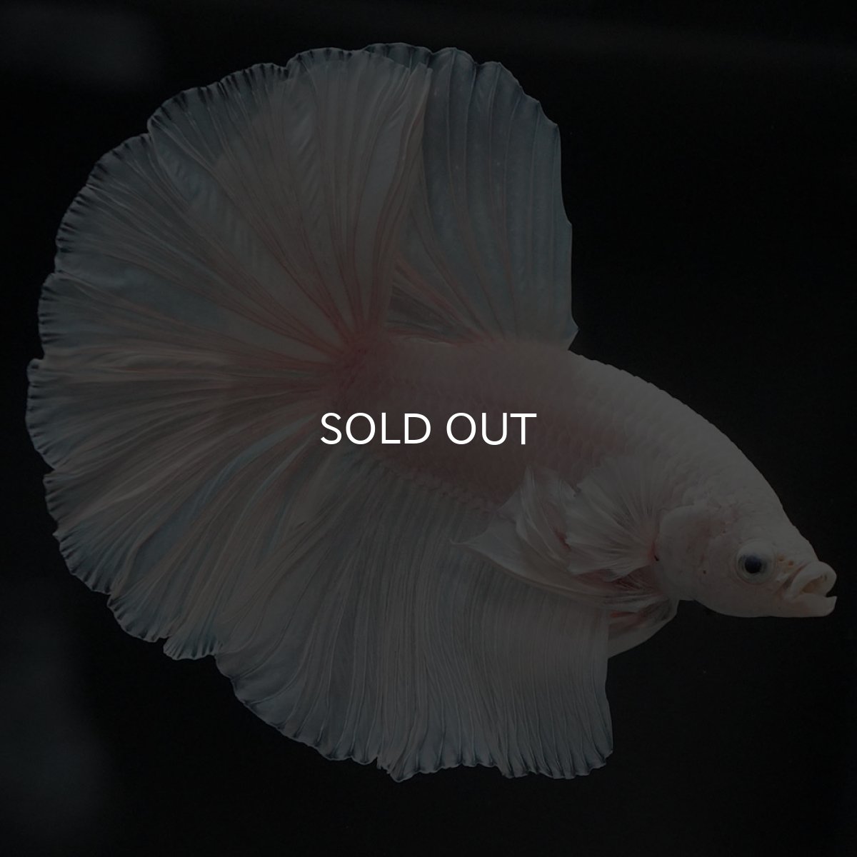 画像6: HM　ホワイト (6)