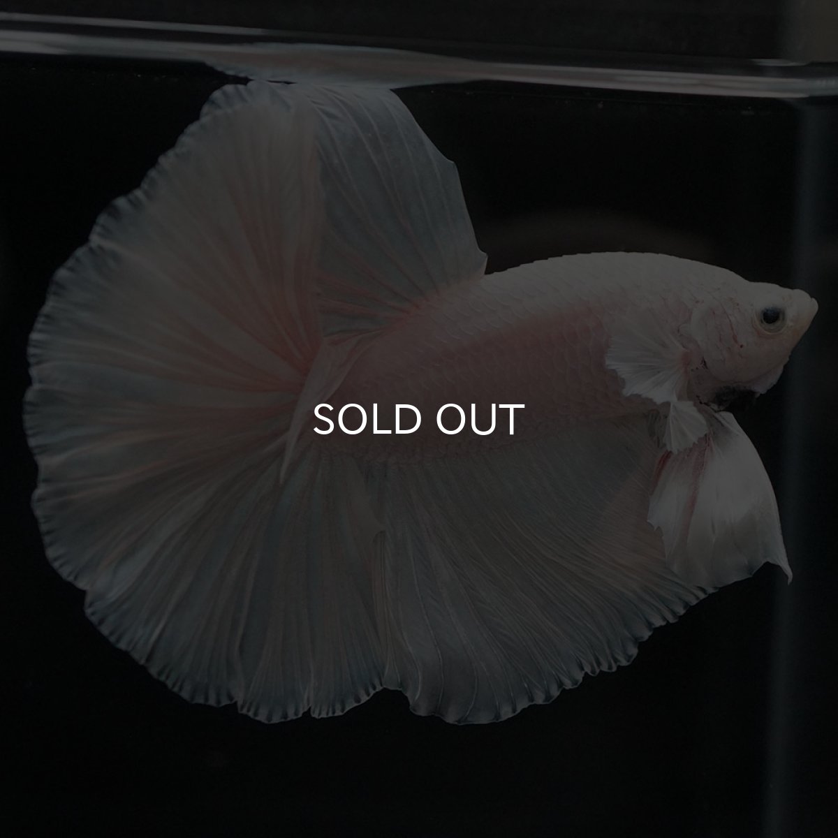 画像4: HM　ホワイト (4)