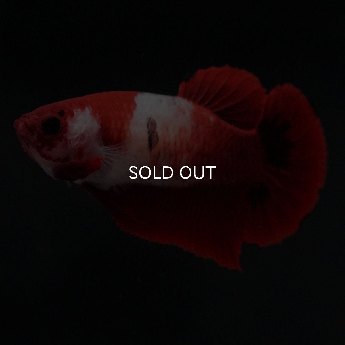 画像5: HMPK　紅白　メス (5)