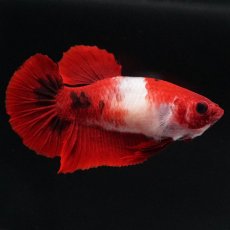 画像7: HMPK　紅白　メス (7)