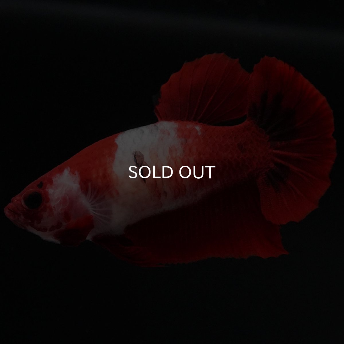 画像3: HMPK　紅白　メス (3)