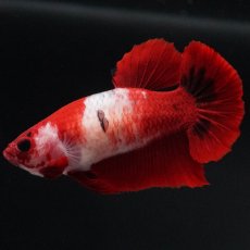 画像3: HMPK　紅白　メス (3)