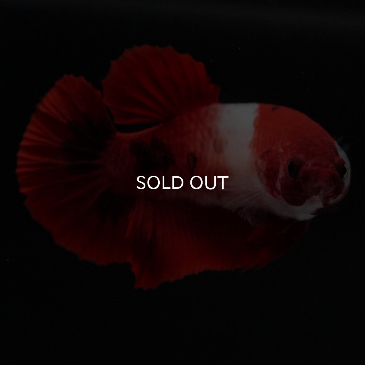 画像6: HMPK　紅白　メス (6)