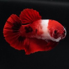 画像6: HMPK　紅白　メス (6)