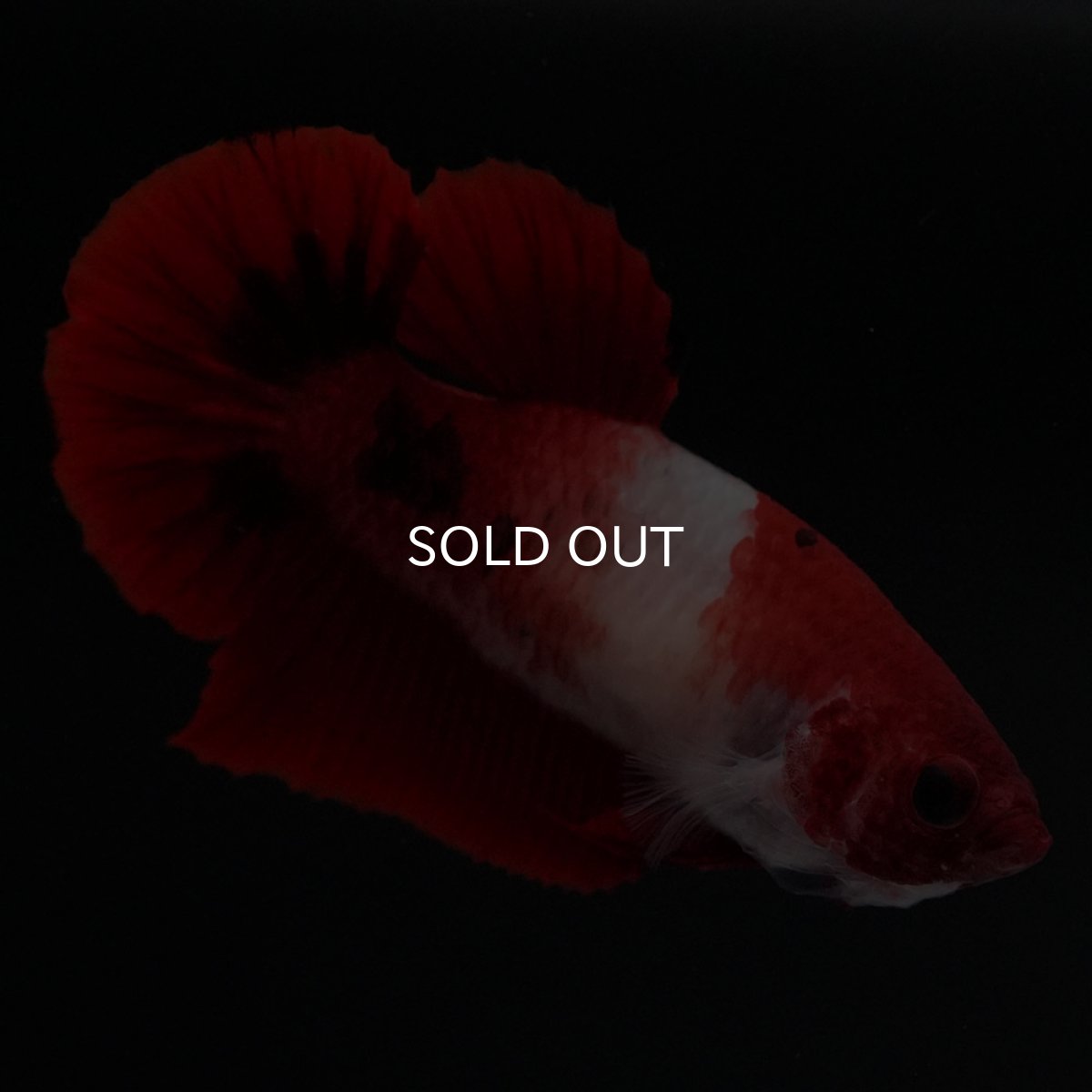 画像4: HMPK　紅白　メス (4)