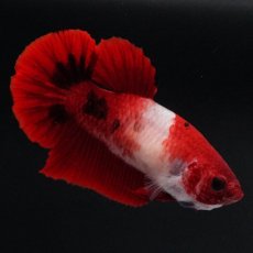 画像4: HMPK　紅白　メス (4)