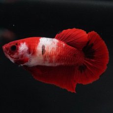 画像1: HMPK　紅白　メス (1)