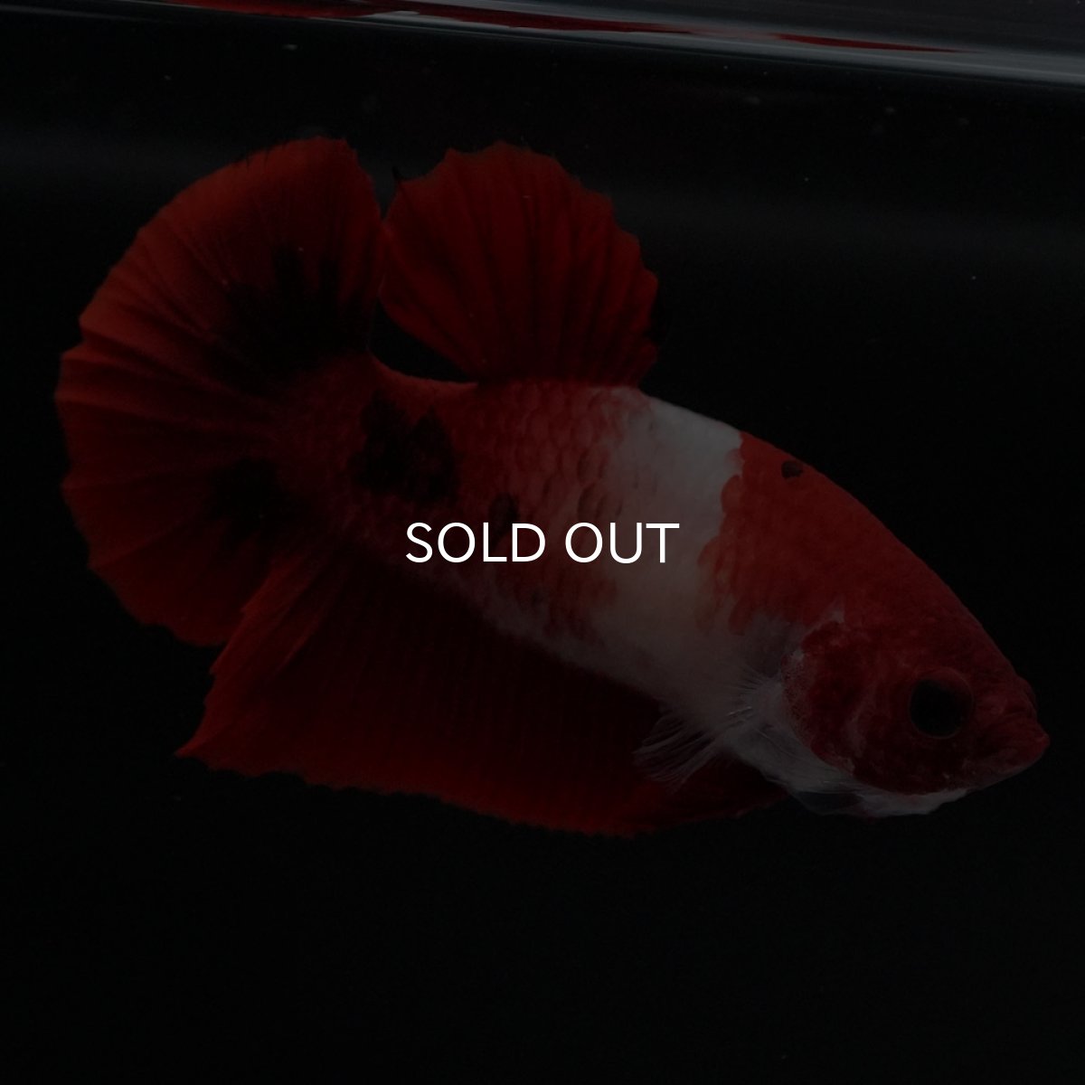 画像2: HMPK　紅白　メス (2)