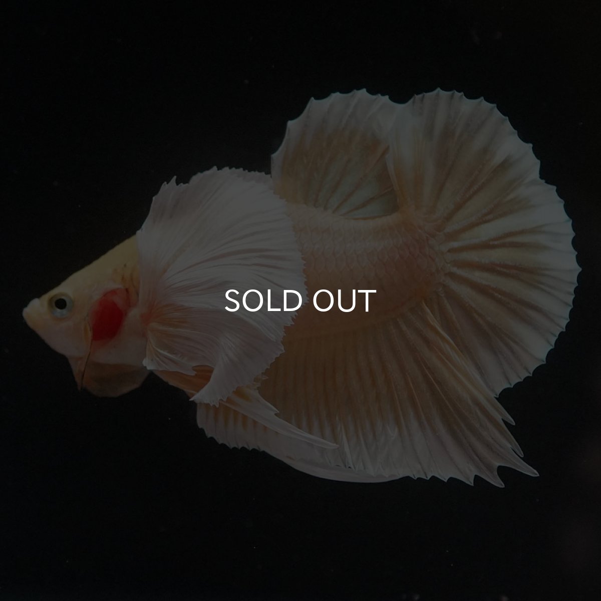 画像8: HMPKダンボ　イエローゴールド (8)