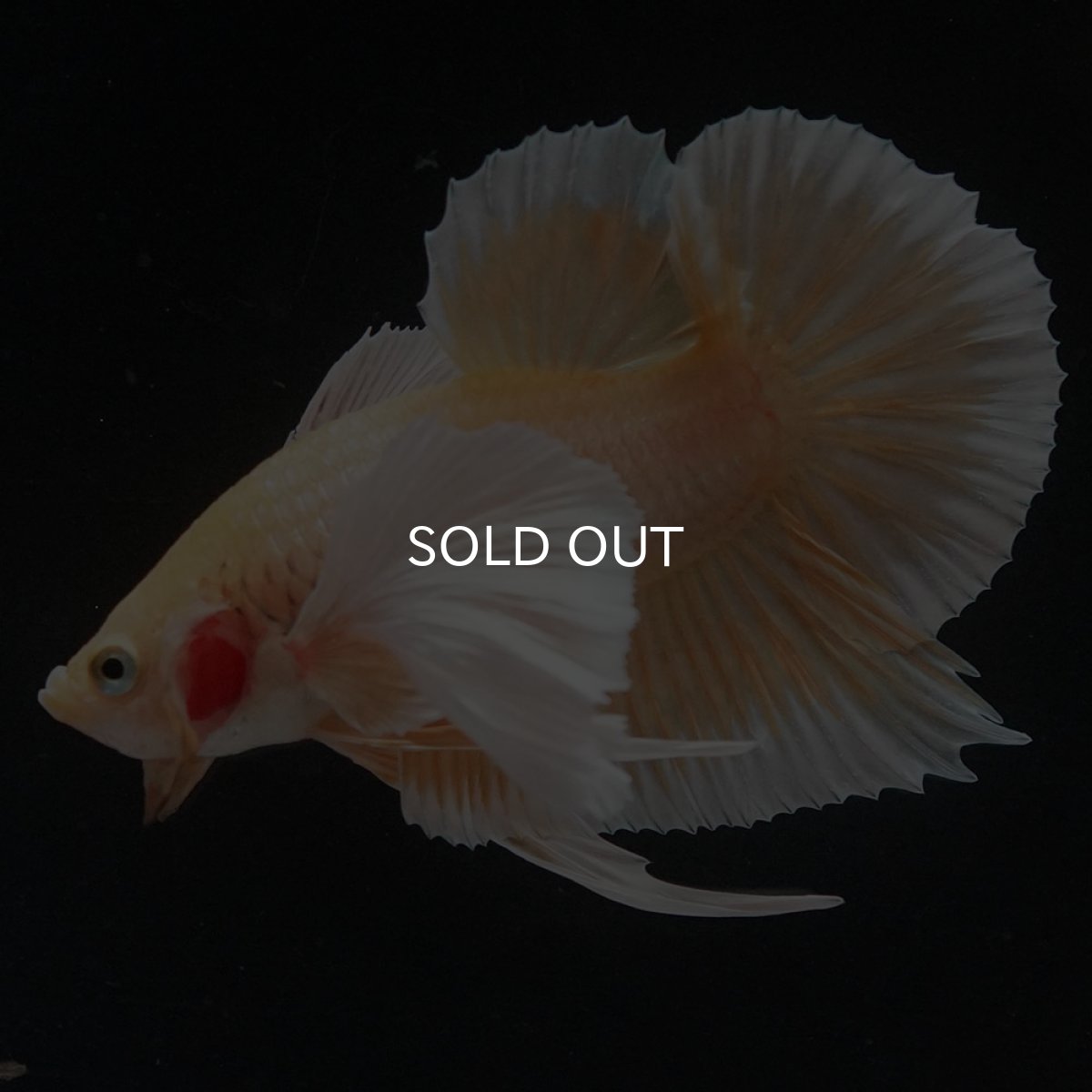 画像4: HMPKダンボ　イエローゴールド (4)