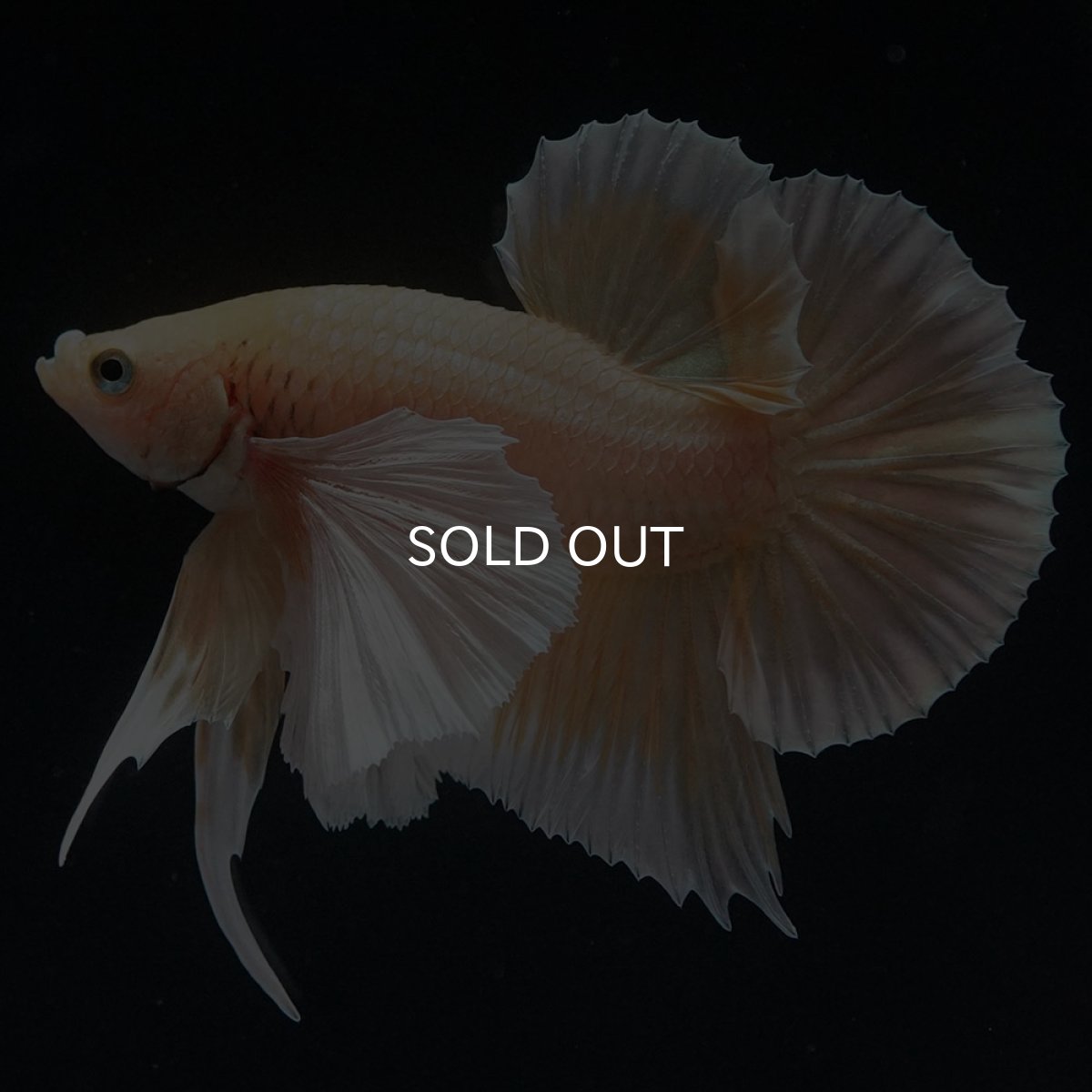 画像2: HMPKダンボ　イエローゴールド (2)