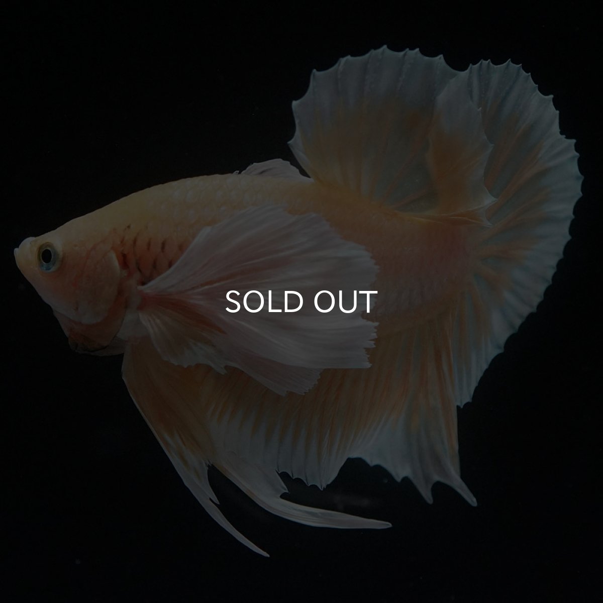 画像6: HMPKダンボ　イエローゴールド (6)