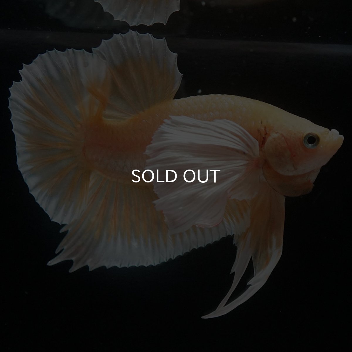 画像3: HMPKダンボ　イエローゴールド (3)