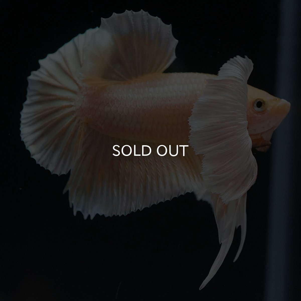 画像5: HMPKダンボ　イエローゴールド (5)