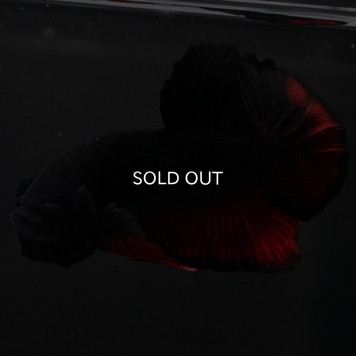 画像14: HMPK　レッドデビル (14)