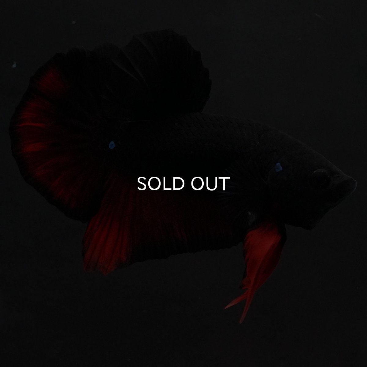 画像13: HMPK　レッドデビル (13)