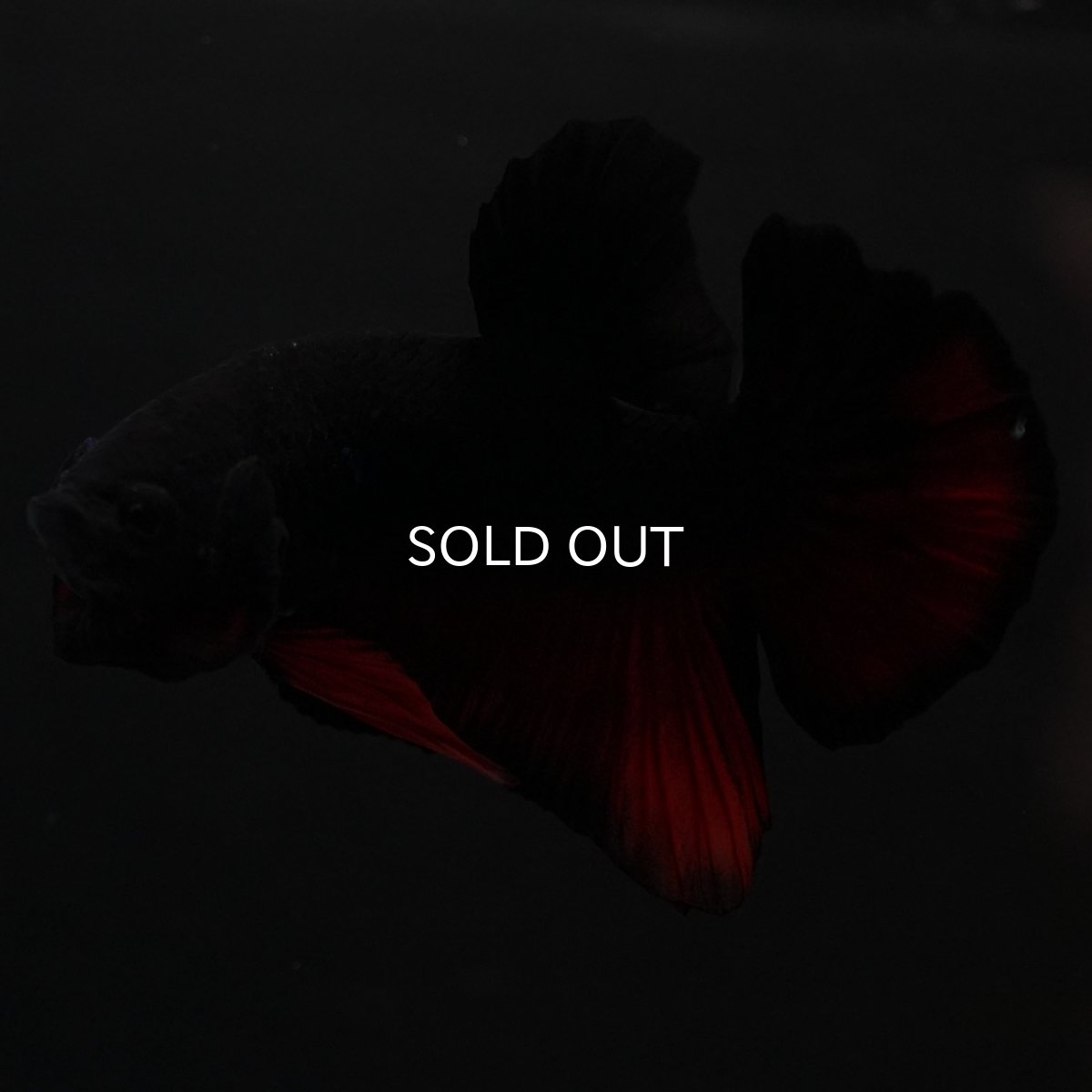 画像12: HMPK　レッドデビル (12)