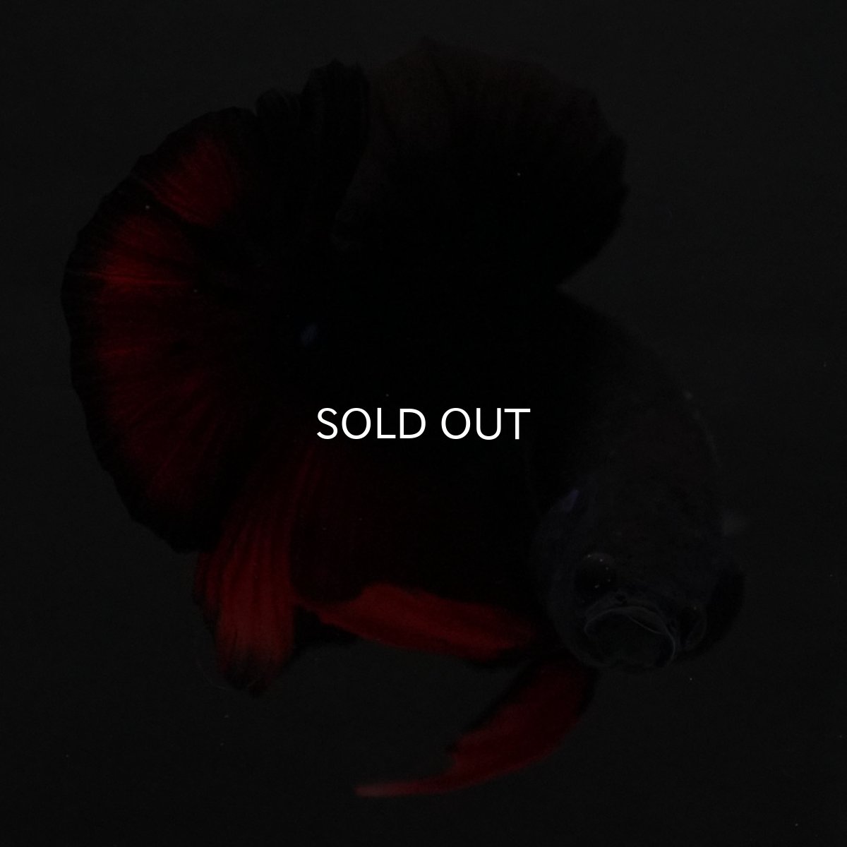 画像11: HMPK　レッドデビル (11)