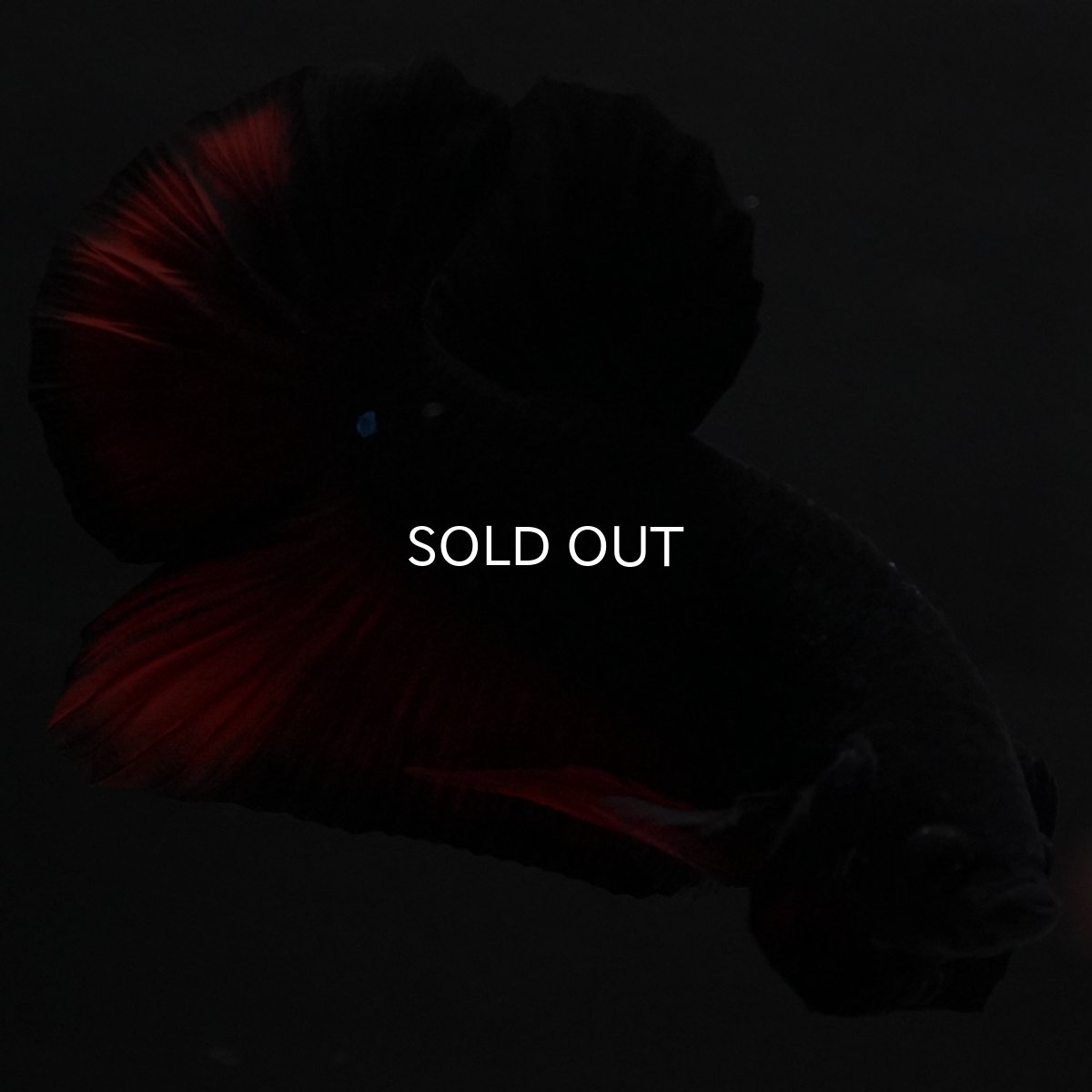 画像9: HMPK　レッドデビル (9)