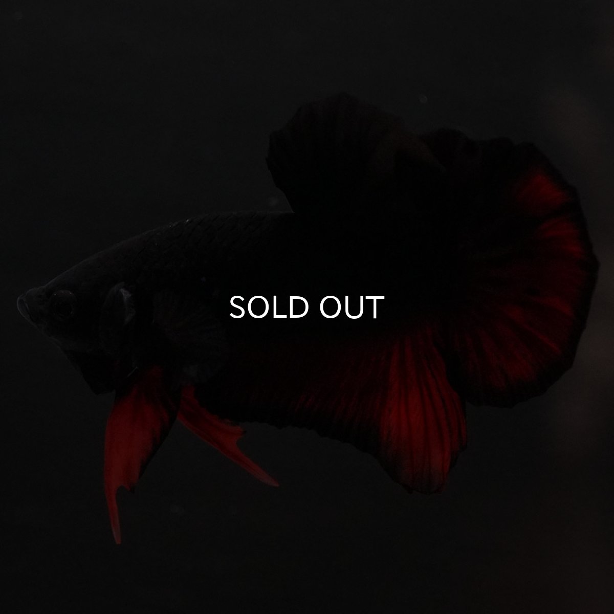 画像8: HMPK　レッドデビル (8)