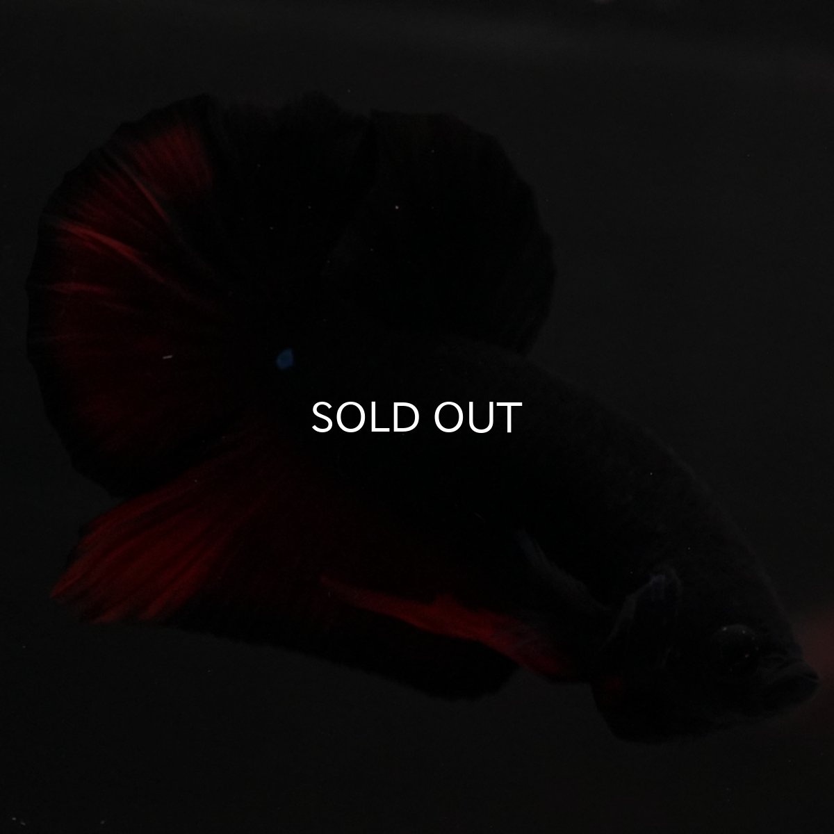 画像7: HMPK　レッドデビル (7)