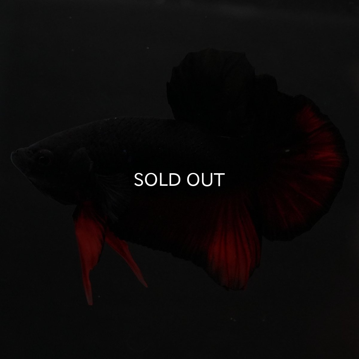 画像6: HMPK　レッドデビル (6)