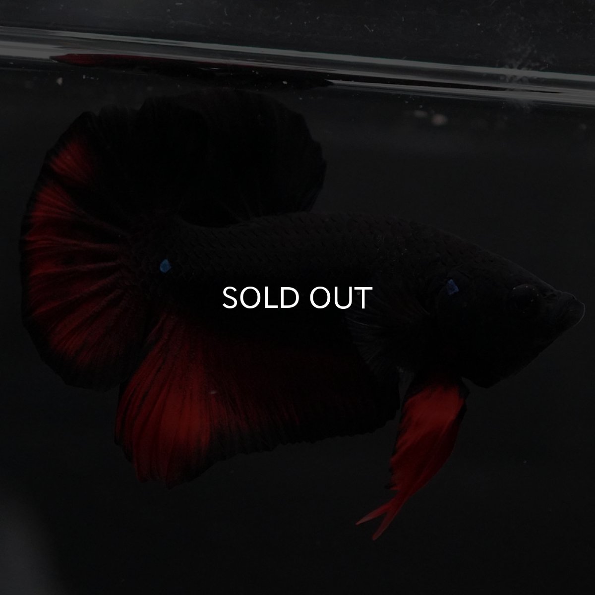 画像4: HMPK　レッドデビル (4)