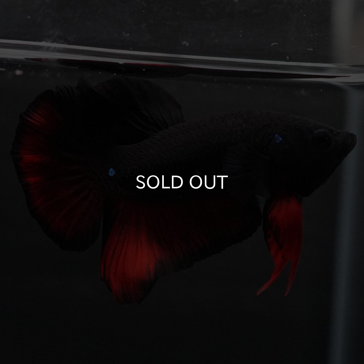 画像2: HMPK　レッドデビル (2)