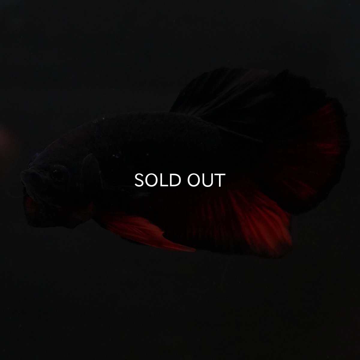 画像5: HMPK　レッドデビル (5)