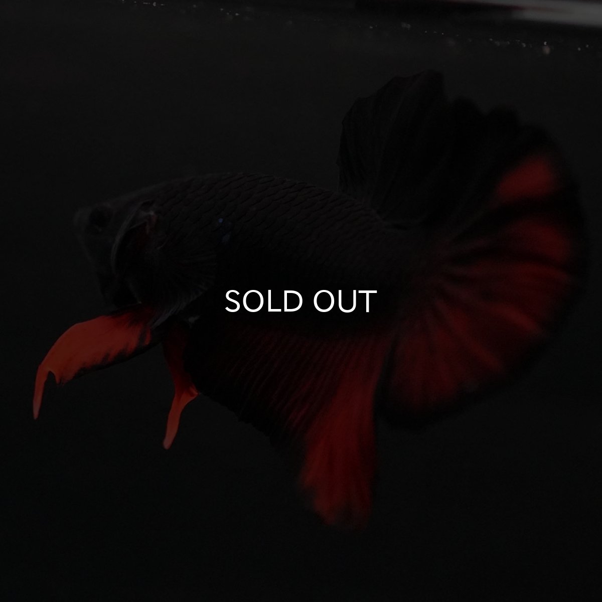 画像3: HMPK　レッドデビル (3)