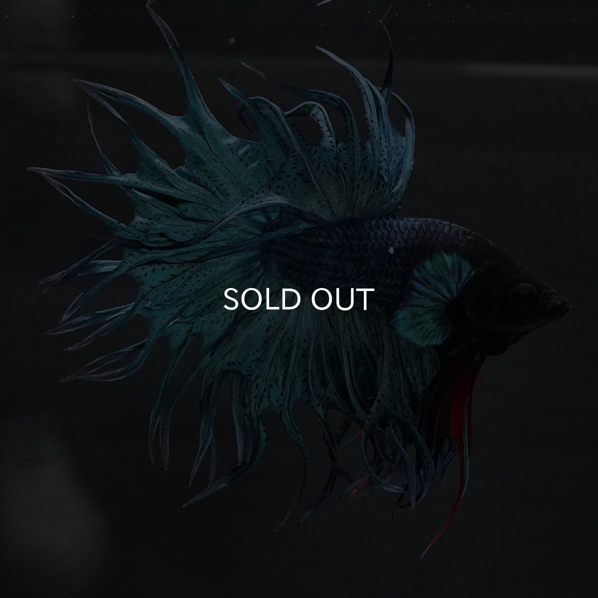 画像5: KCT ブルー (5)