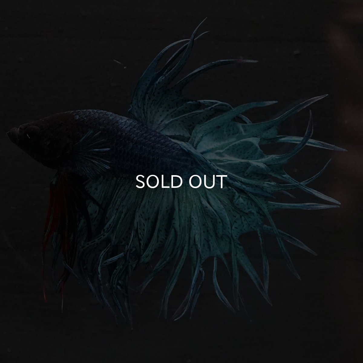 画像2: KCT ブルー (2)