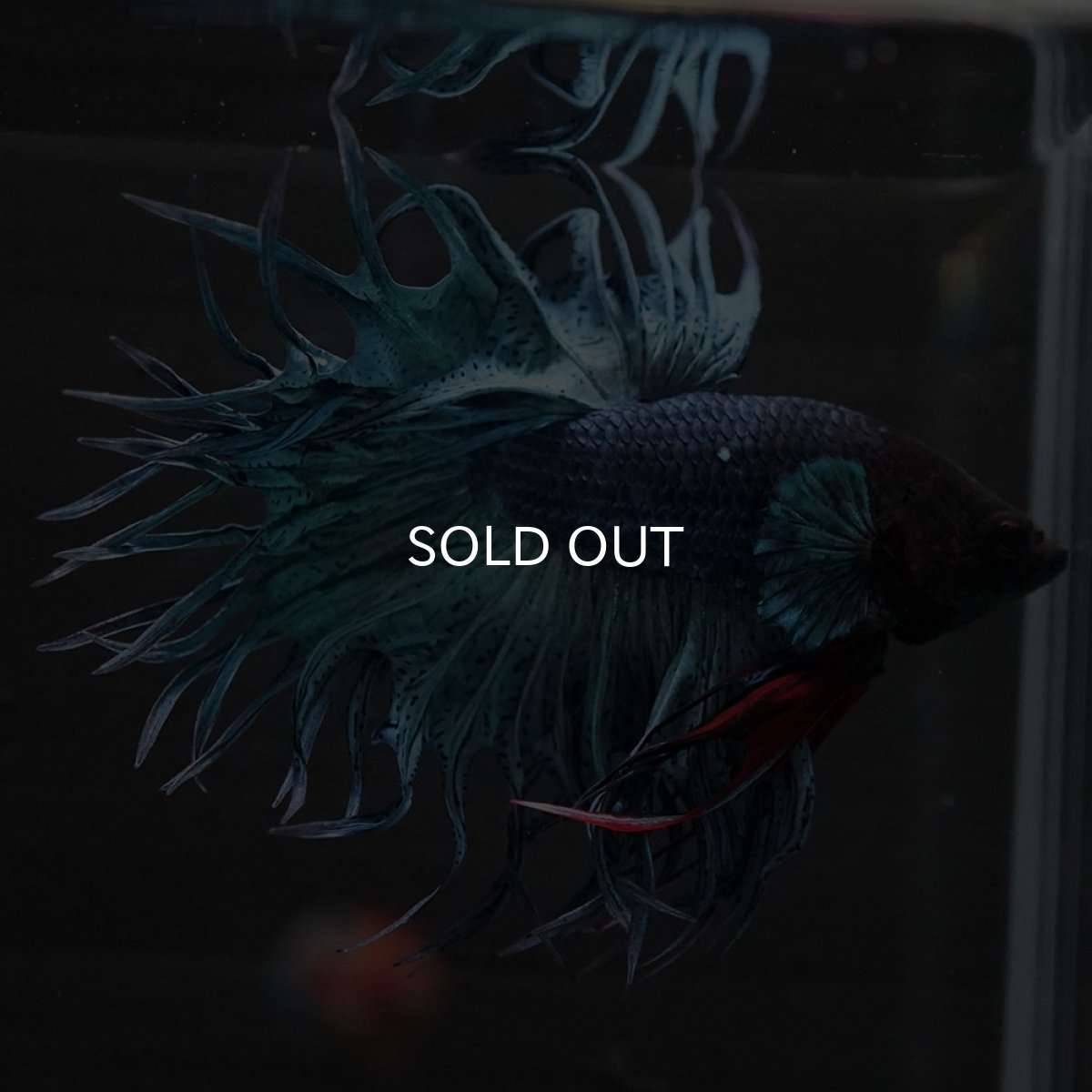 画像4: KCT ブルー (4)