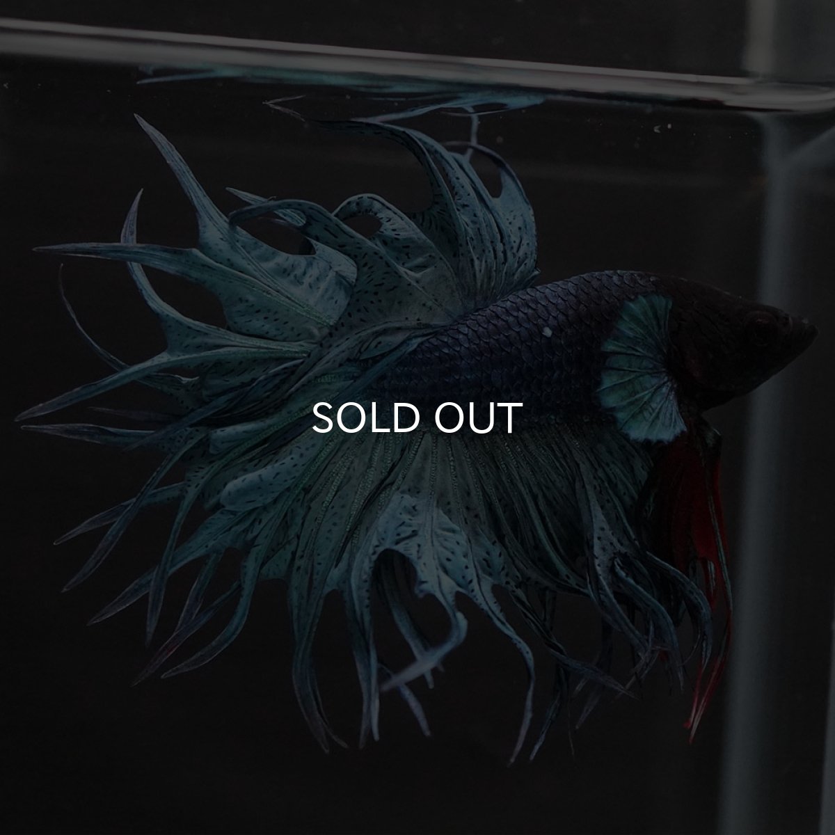 画像3: KCT ブルー (3)