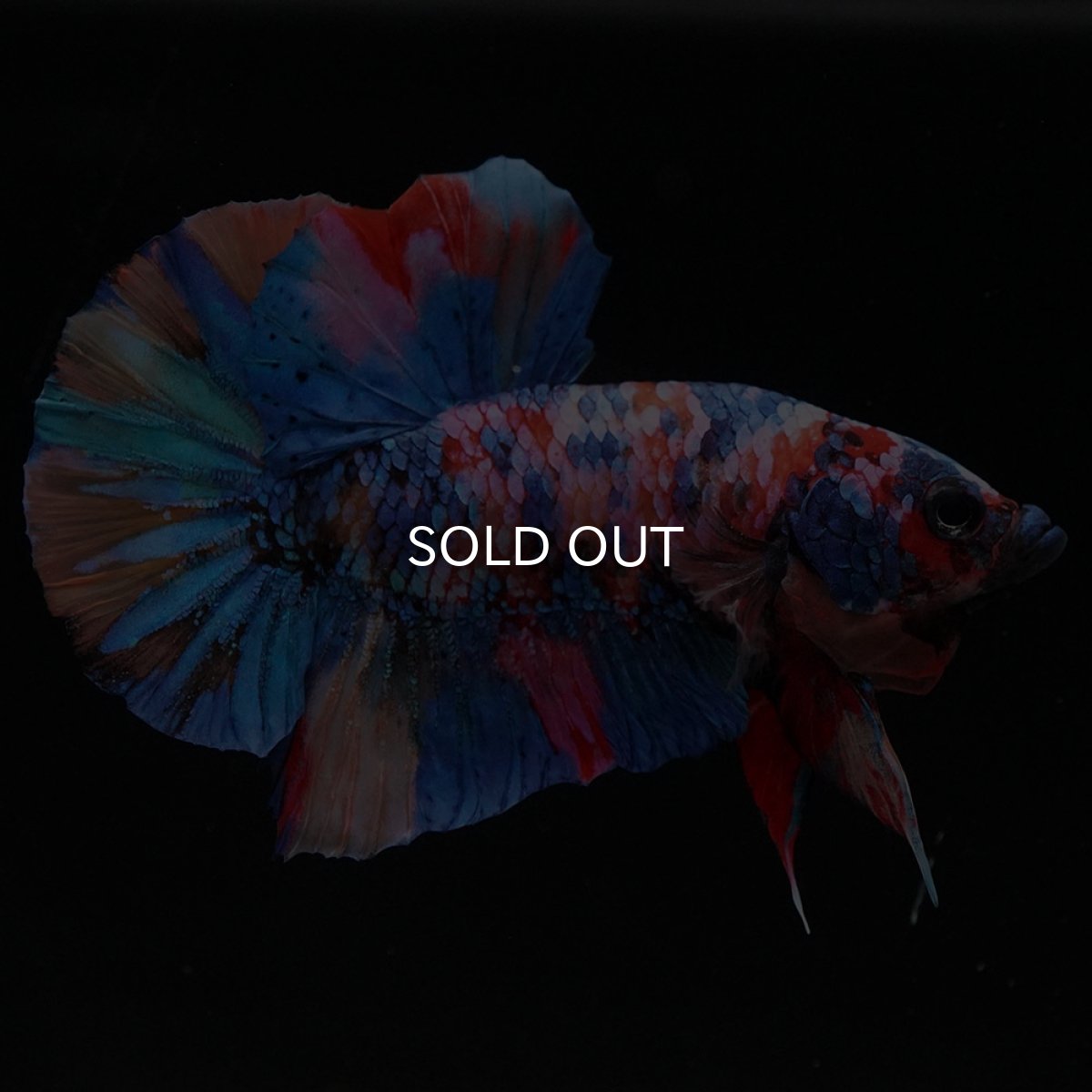 画像15: HMPK　キャンディギャラクシー (15)