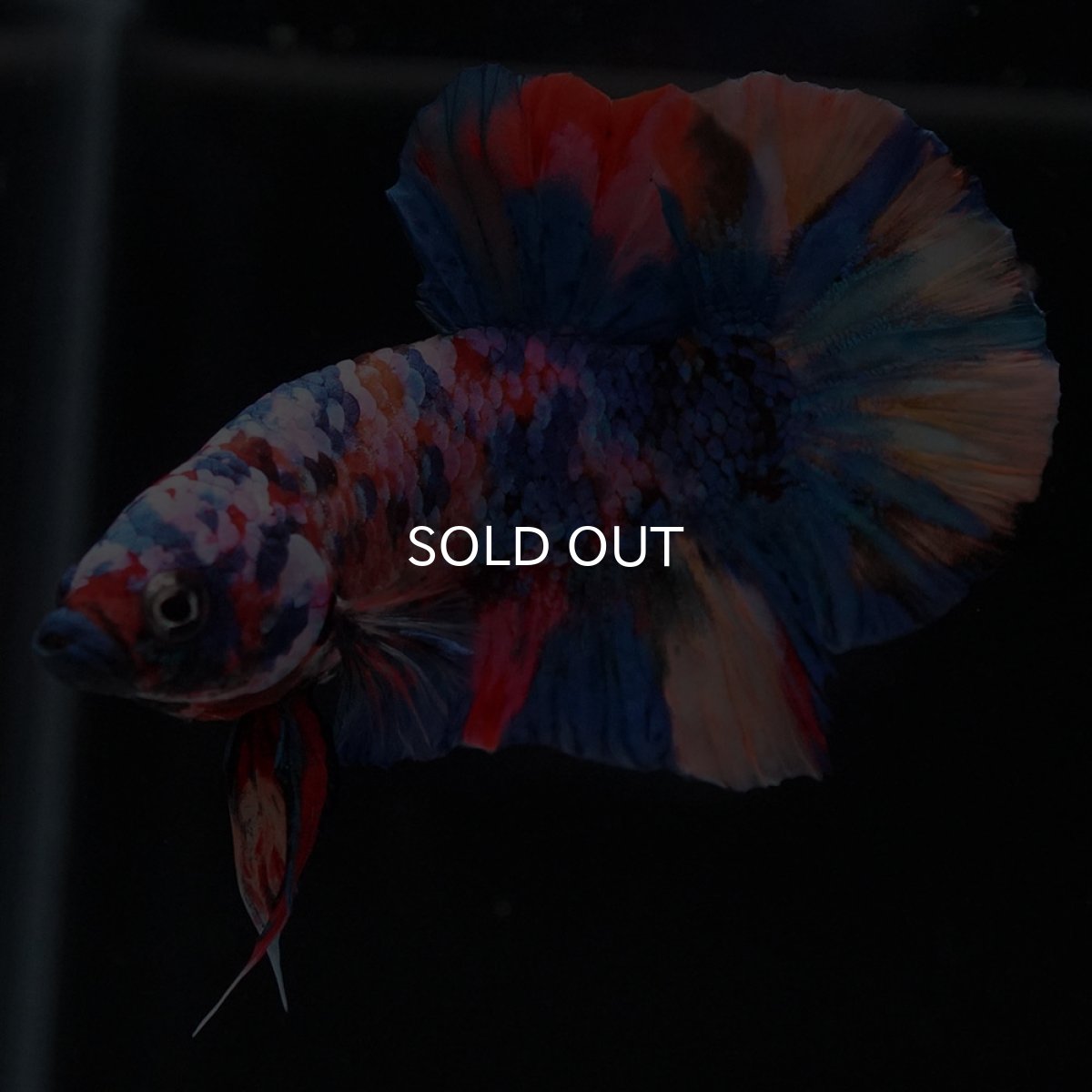 画像14: HMPK　キャンディギャラクシー (14)