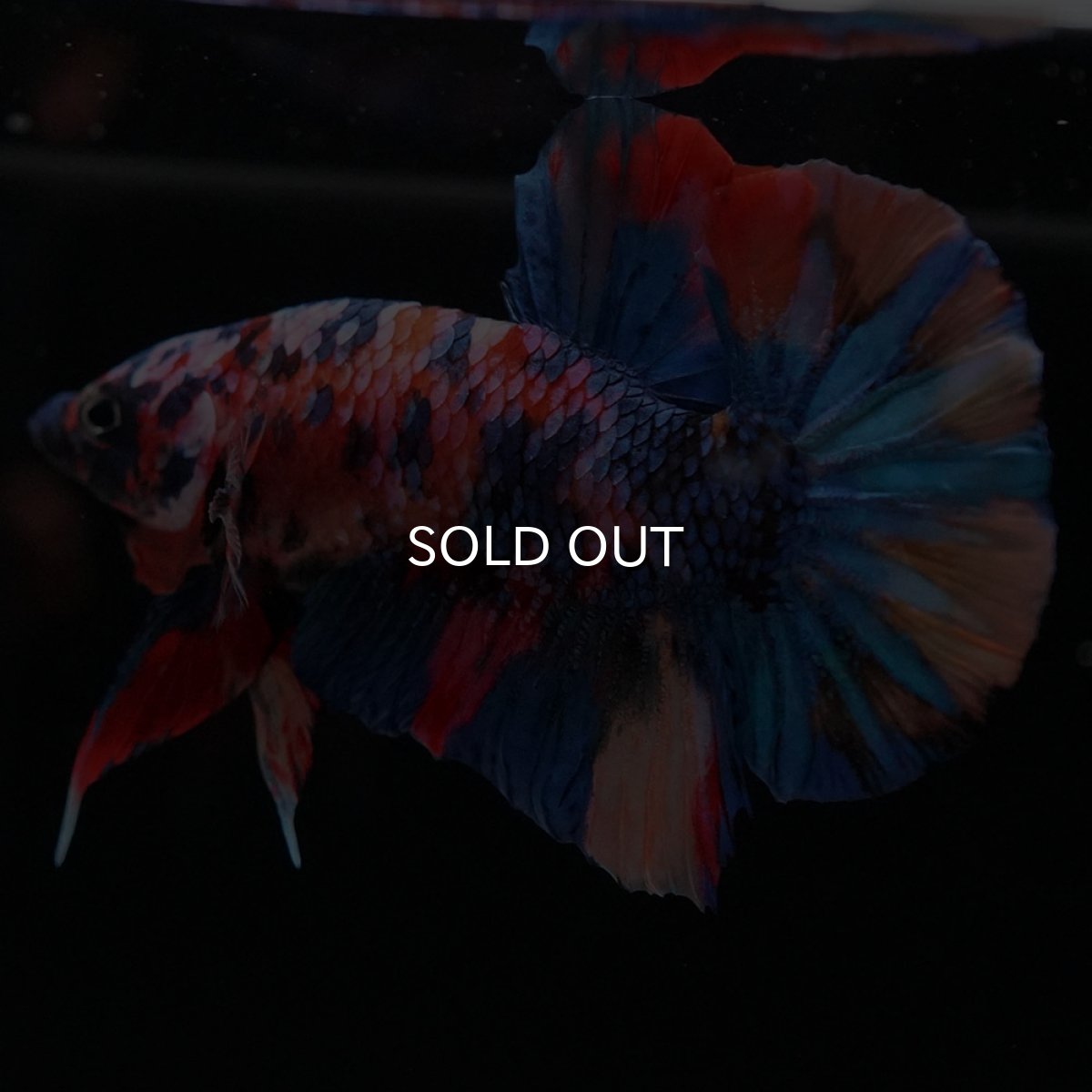 画像13: HMPK　キャンディギャラクシー (13)