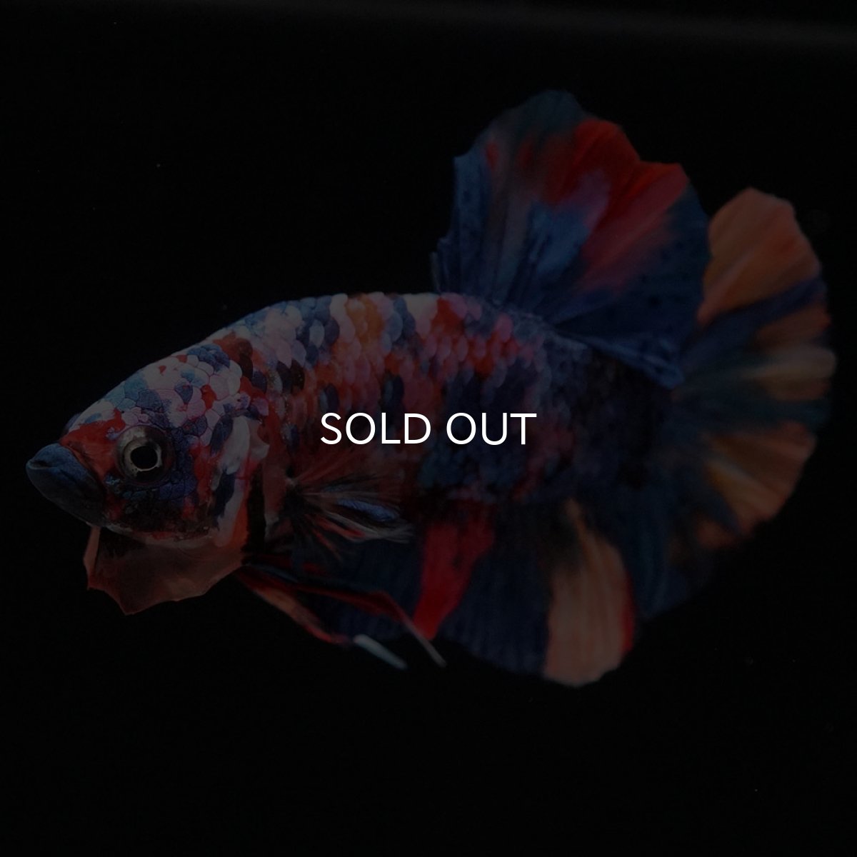 画像2: HMPK　キャンディギャラクシー (2)