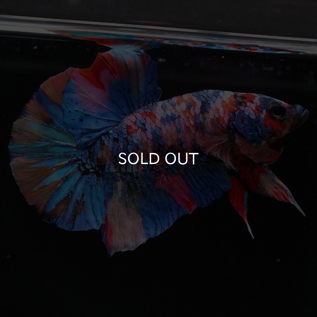 画像9: HMPK　キャンディギャラクシー (9)