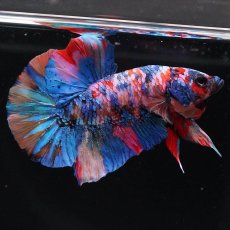 画像9: HMPK　キャンディギャラクシー (9)