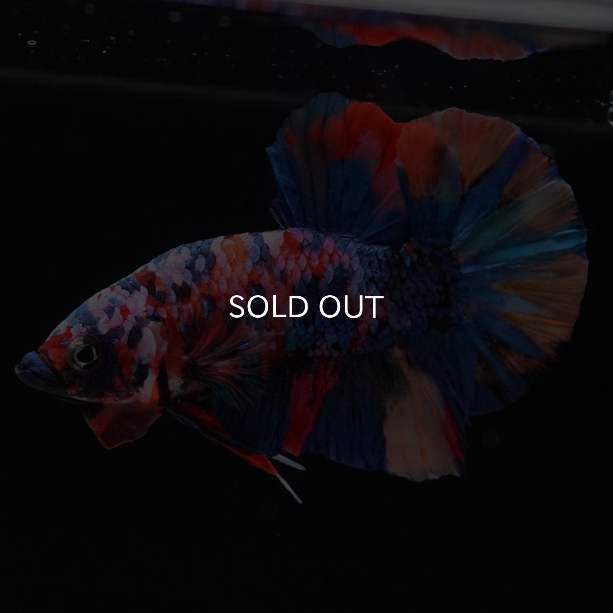 画像5: HMPK　キャンディギャラクシー (5)