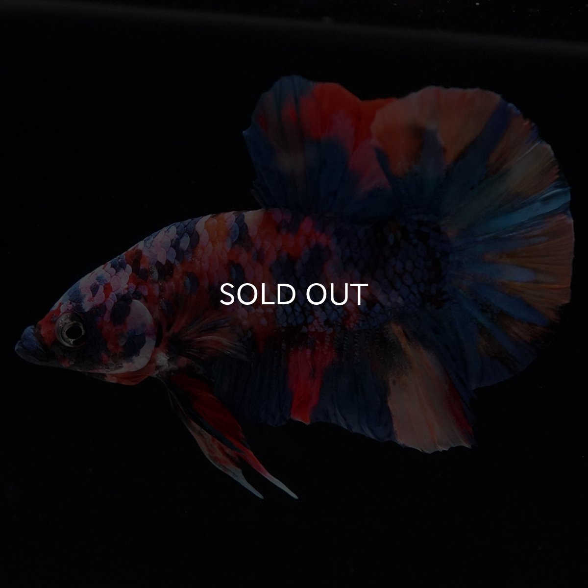 画像12: HMPK　キャンディギャラクシー (12)