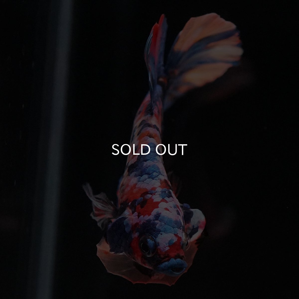 画像3: HMPK　キャンディギャラクシー (3)