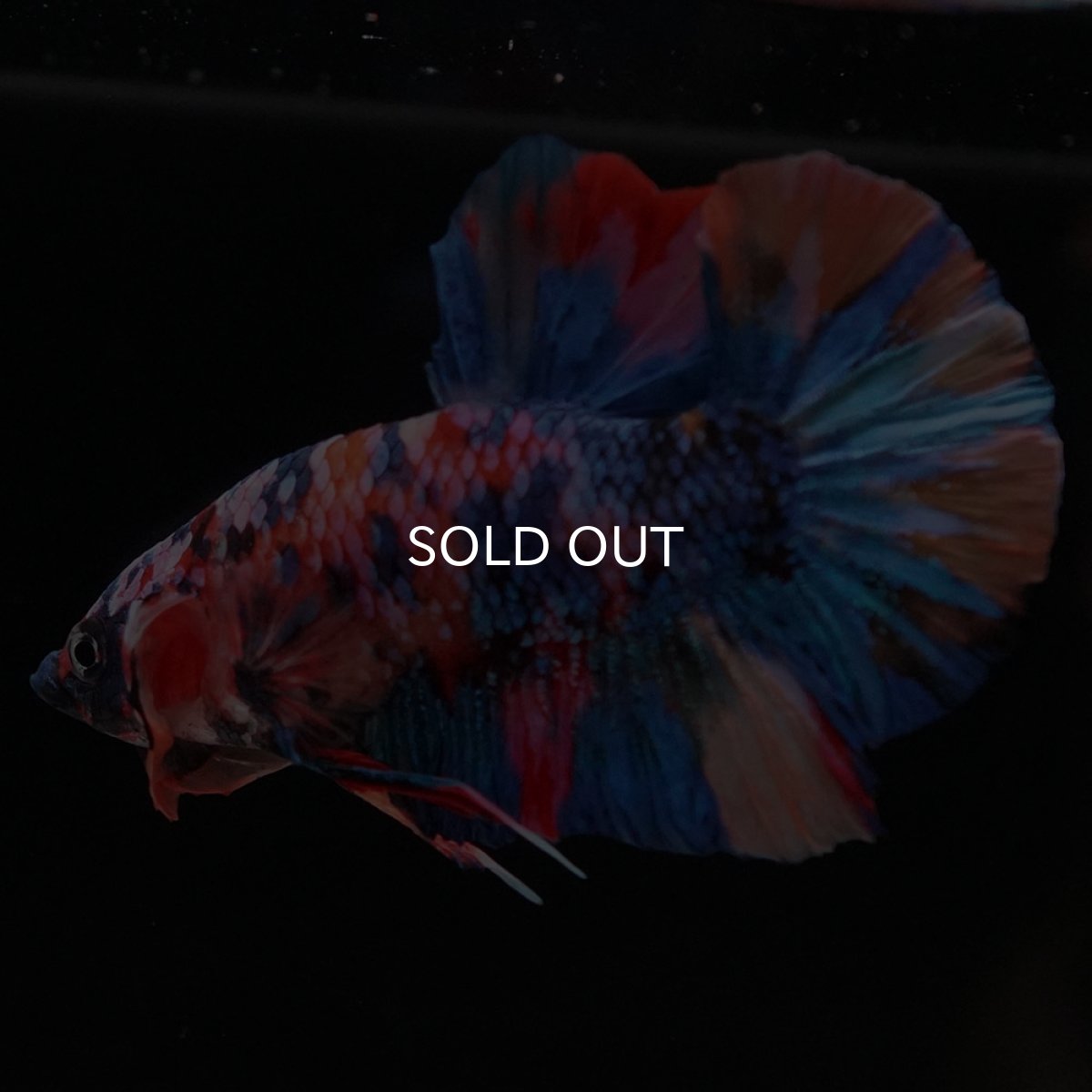 画像11: HMPK　キャンディギャラクシー (11)