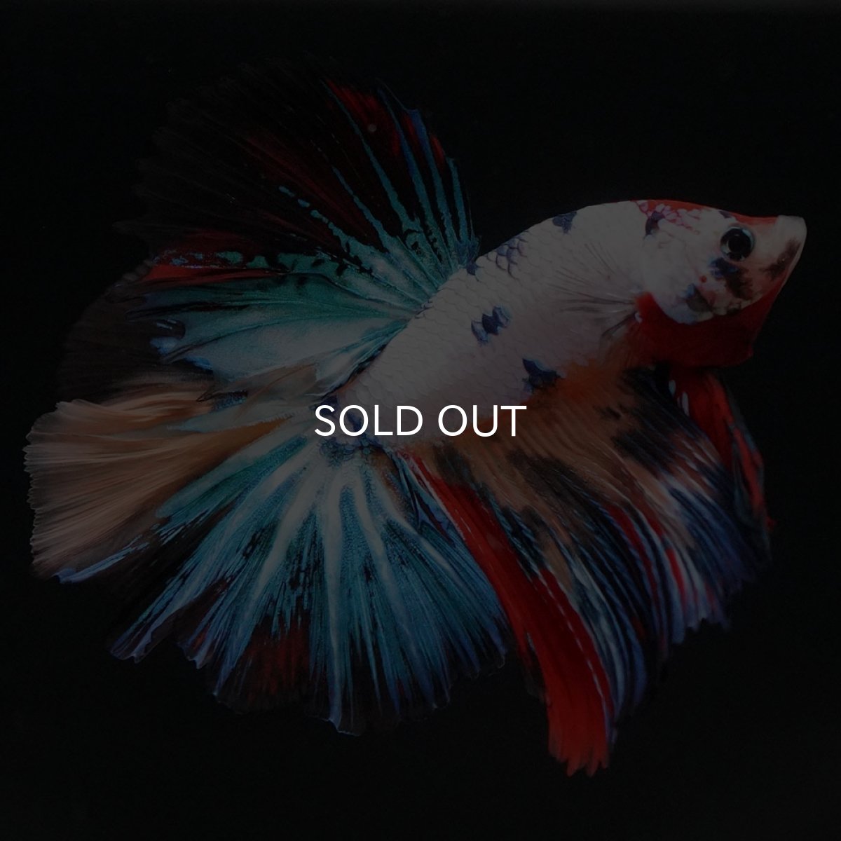 画像6: HM　キャンディレインボー (6)