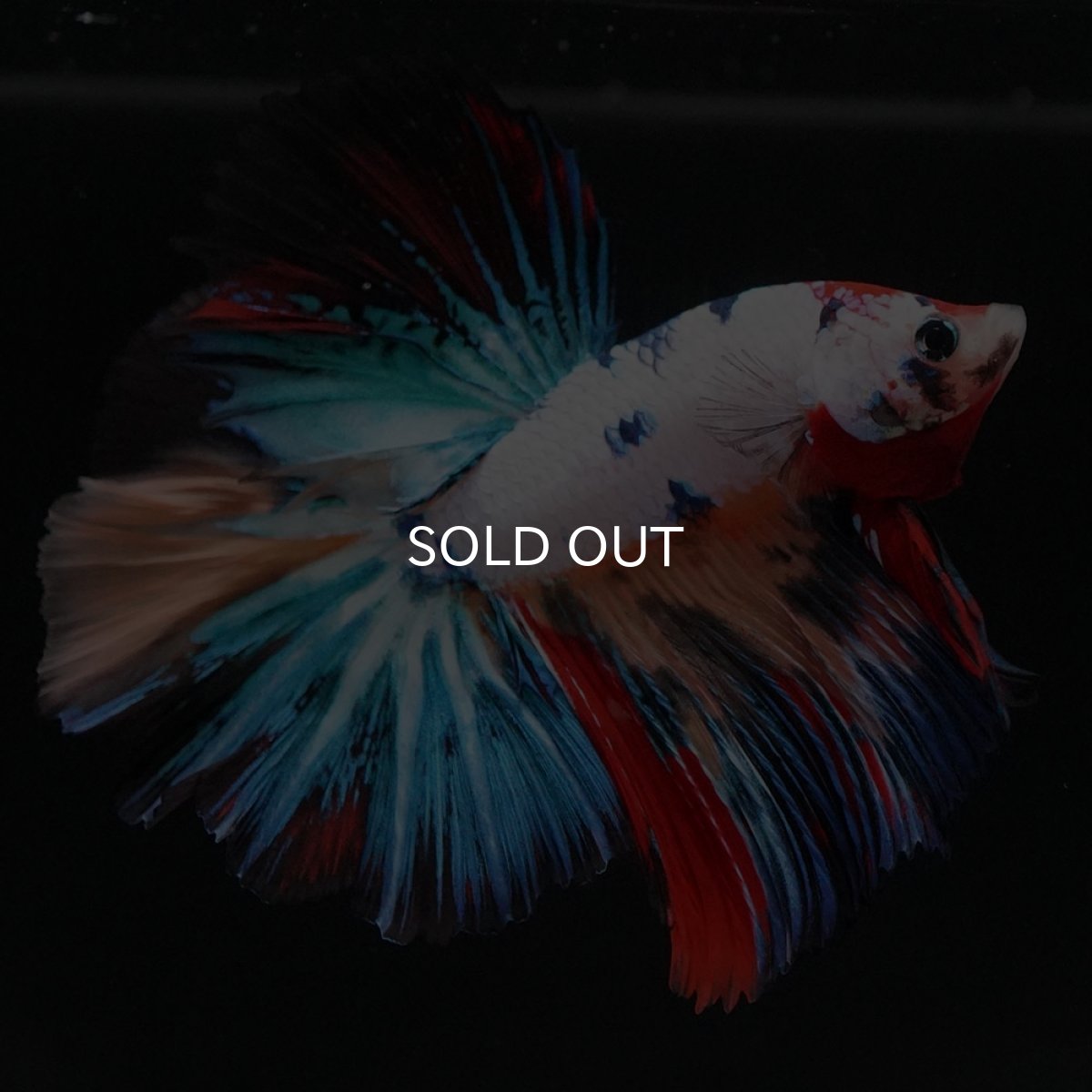 画像8: HM　キャンディレインボー (8)