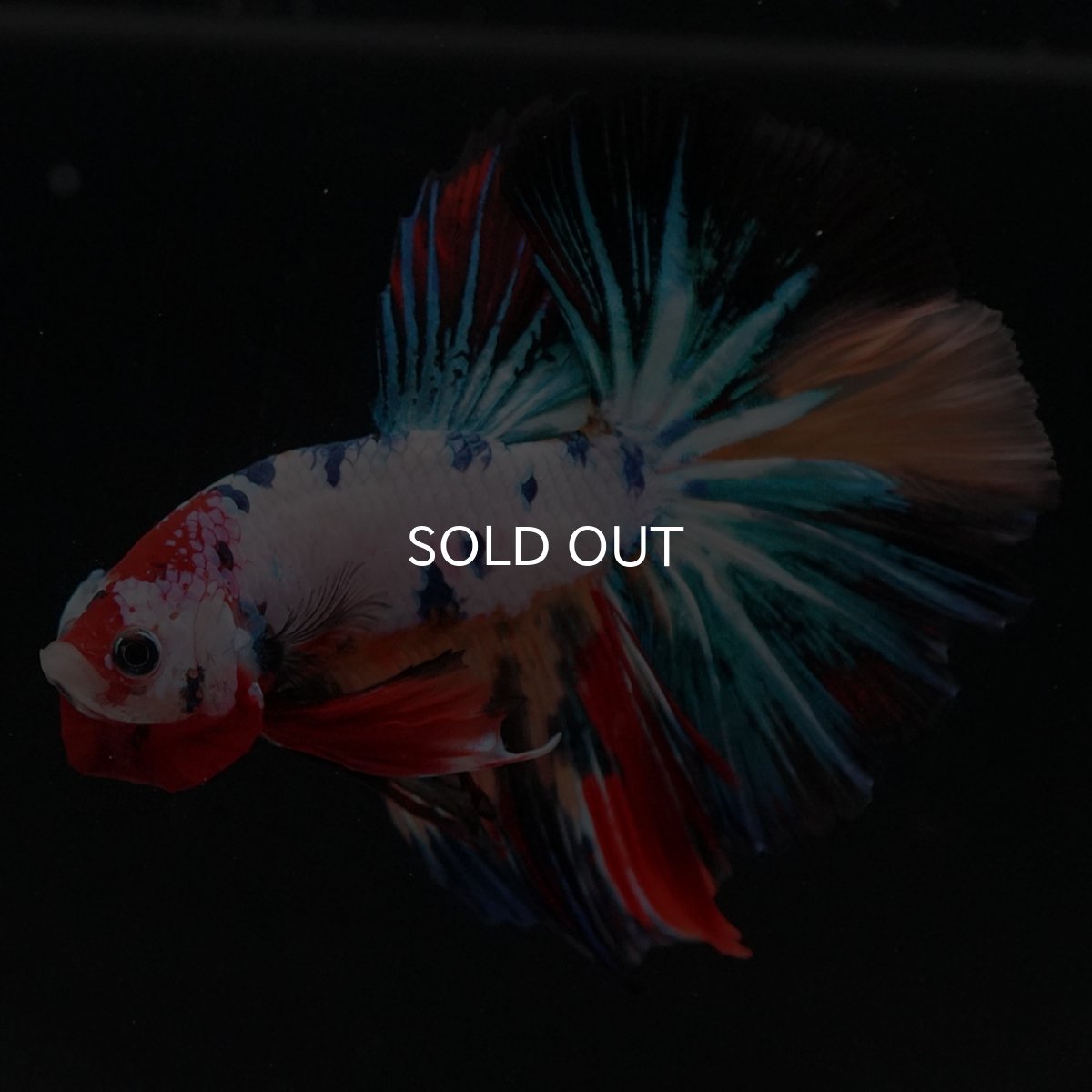 画像9: HM　キャンディレインボー (9)