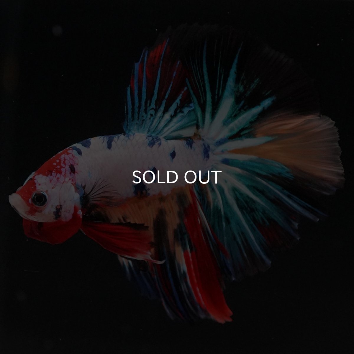 画像7: HM　キャンディレインボー (7)